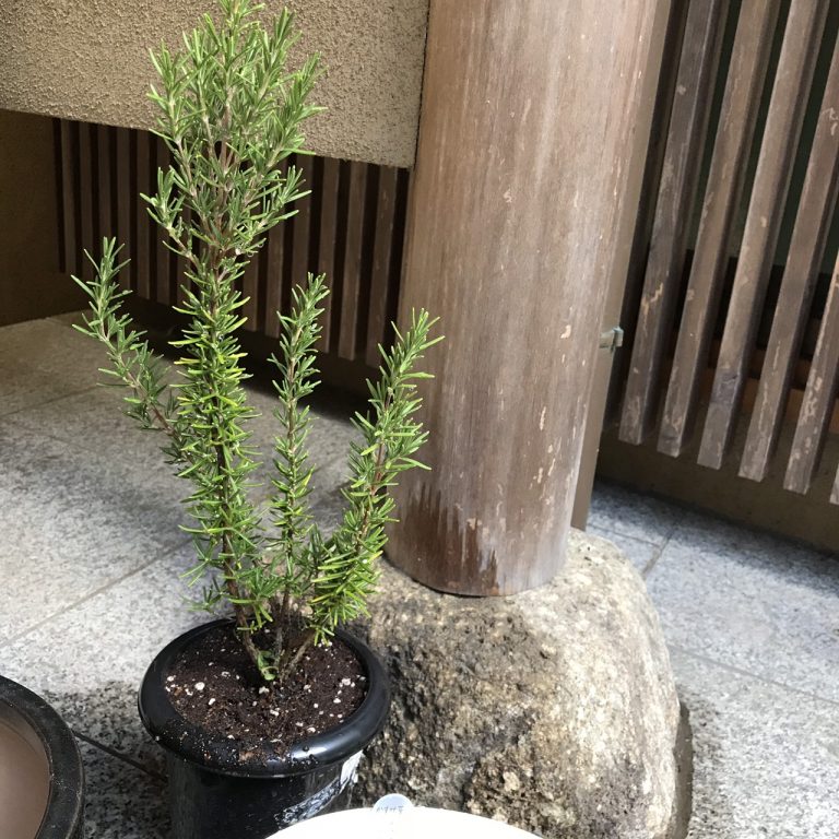 ローズマリーの苗木を鉢に植え替え